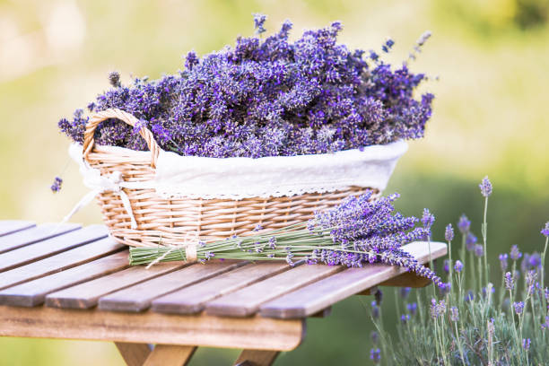 istock Harvesting of lavender 995895344