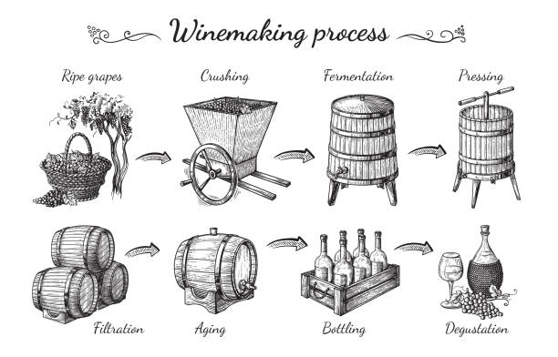 ilustraciones, imágenes clip art, dibujos animados e iconos de stock de proceso de producción de vino - ripening process