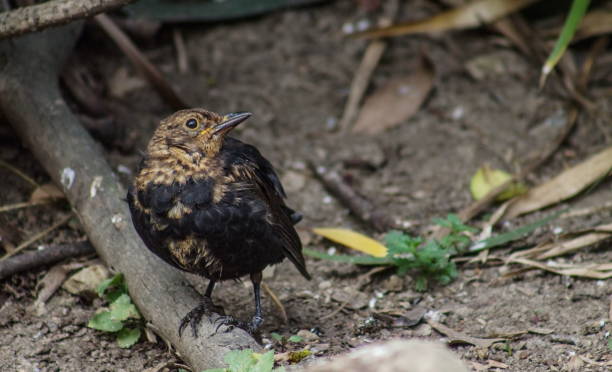 istock Close up image of a fledgling blackbird with copy space 995899058