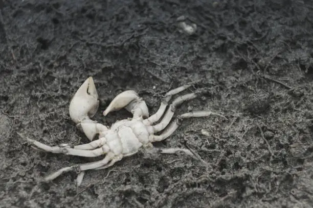 Photo of Close up image of a dead crab on sand at low tide with copy space.