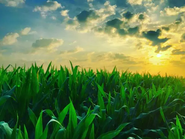 Soft idyllic Countryside sunrise over the fresh green leafs of a cornfield