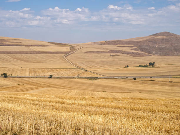 istock Yellow fields - Redecilla del Camino 995906928