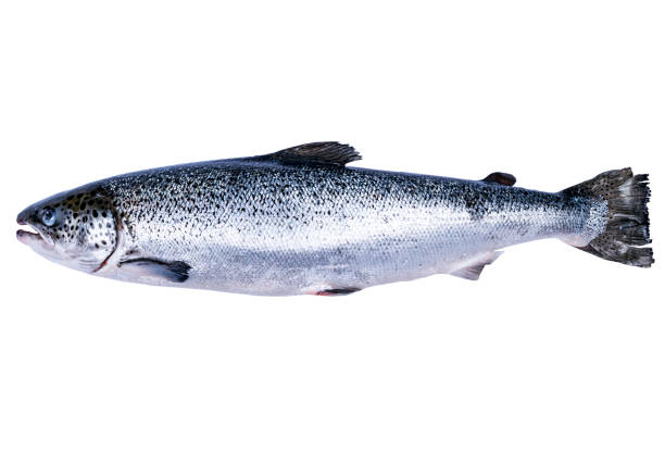 istock Salmon fish isolated on white background. Fresh wild salmon isolated on a white. Fresh whole salmon. Empty space for text. Copy space. 995909274