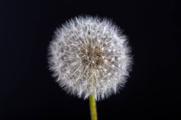 istock One dandelion. Dandelion fluff. Dandelion tranquil abstract close up black background 995914102