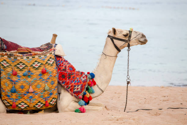 maulkorb kamel in der nähe von rotes meer am strand in sharm el sheikh. tier in ägypten. - camel animal dromedary camel desert stock-fotos und bilder