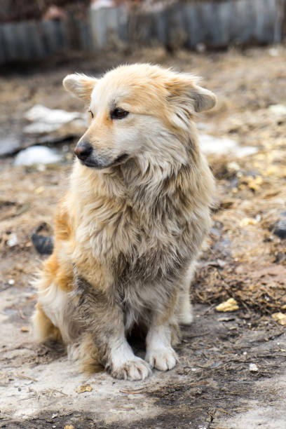 istock Beautiful dog oudoors 995916900