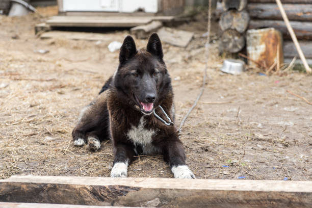 istock Beautiful dog oudoors 995918504