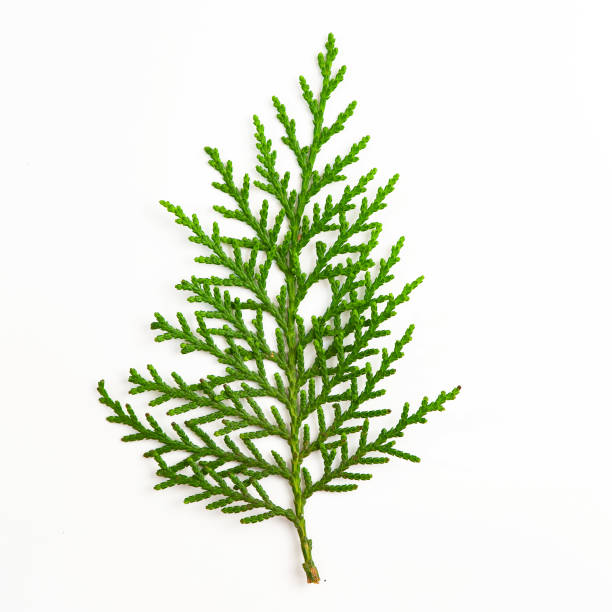 istock palm leaves isolated on white background. Top view 995921746