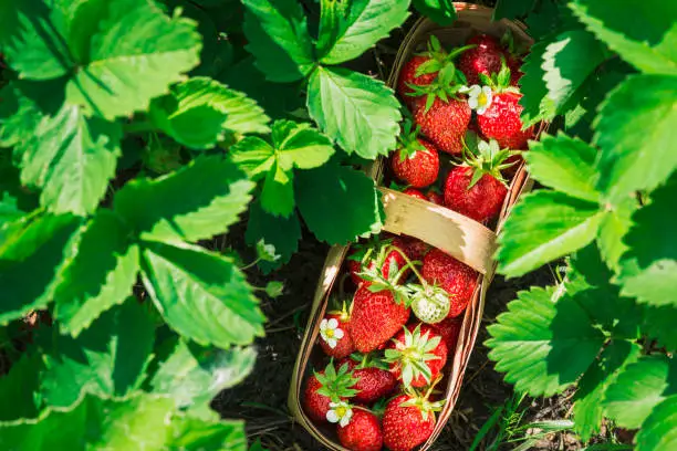 Fresh strawberry in a basket in the garden outdoors