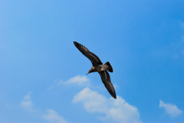 istock Seagulls - Sea Birds 995941828