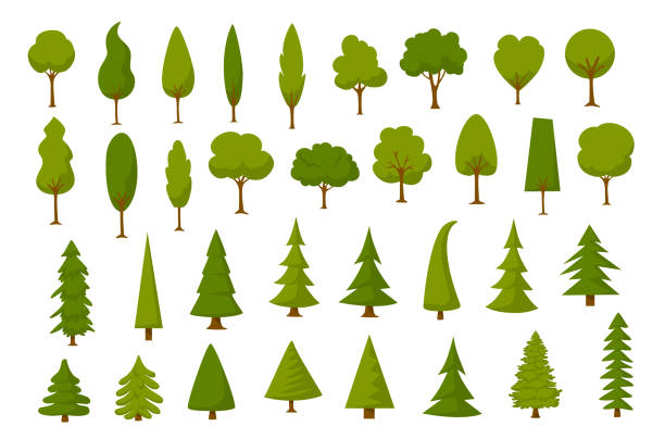 illustrazioni stock, clip art, cartoni animati e icone di tendenza di diversi cartoni animati parco forestale pini set - albero