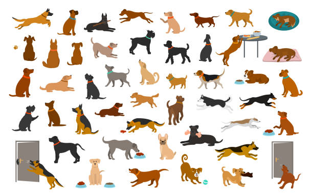 different dog breeds and mixed set, pets play running jumping eating sleeping, sit lay down and walk, steal food, bark, protect. different dog breeds and mixed set, pets play running jumping eating sleeping, sit lay down and walk, steal food, bark, protect. isolated  cartoon vector illustration graphic dog sitting vector stock illustrations