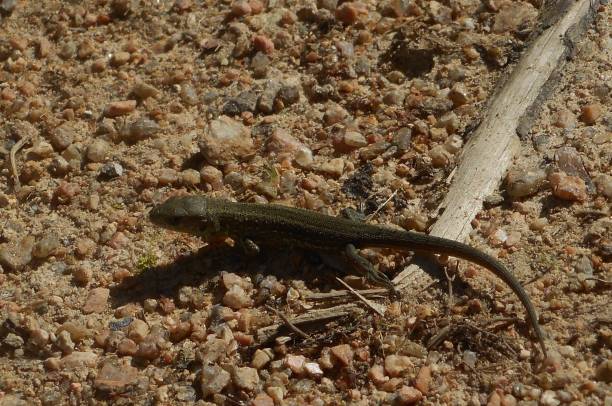 istock big brown lizard in the sand forest 995953904