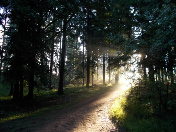 istock sunrise in the forest with sunbeams sunlight 995955214