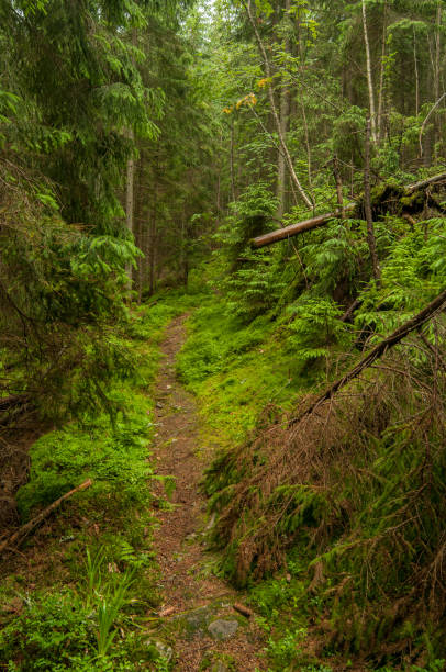 istock The forest route in Carpathian mountains, Ukraine 995955522