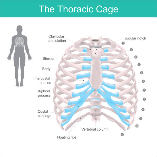 торакальная клетка - human spine human bone human vertebra rib cage stock illustrations