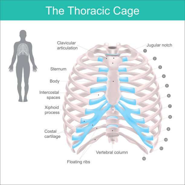 The Thoracic Cage Thoracic cage is made up of bones and cartilage along, It consists of the 12 pairs of ribs with their costal cartilages and the sternum. Illustration human bones. sternum stock illustrations