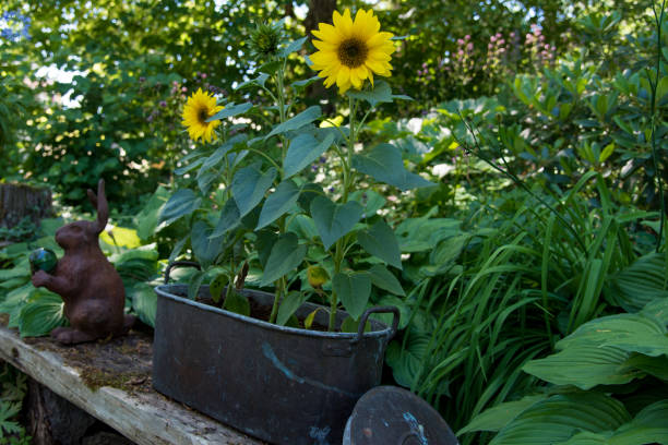 istock sunflowers in a pot standing on a bench 995963634