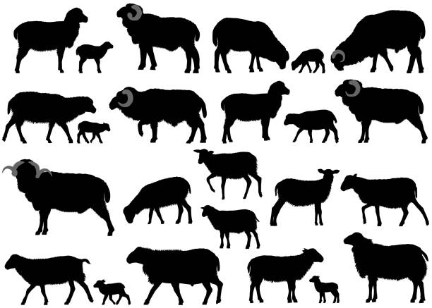 ilustrações de stock, clip art, desenhos animados e ícones de silhouettes of sheeps - lamb young animal sheep livestock
