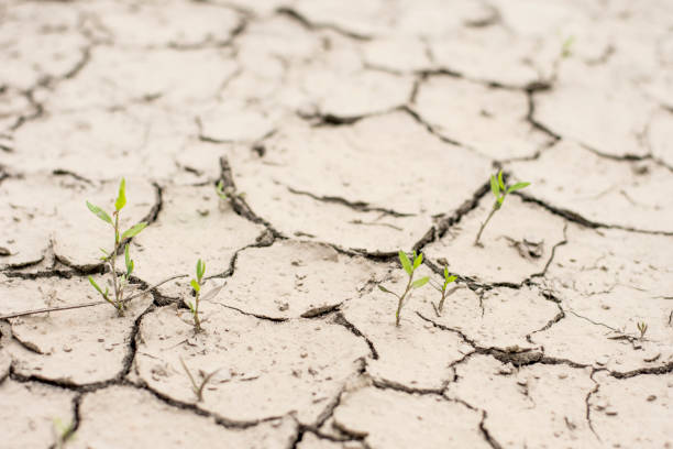 istock dry  and cracky land 995966900