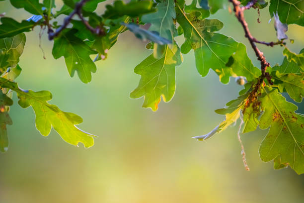 istock closeup green oak tree branch in a forest 995967088