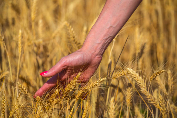 istock woman hand hold a wheat ears 995967212