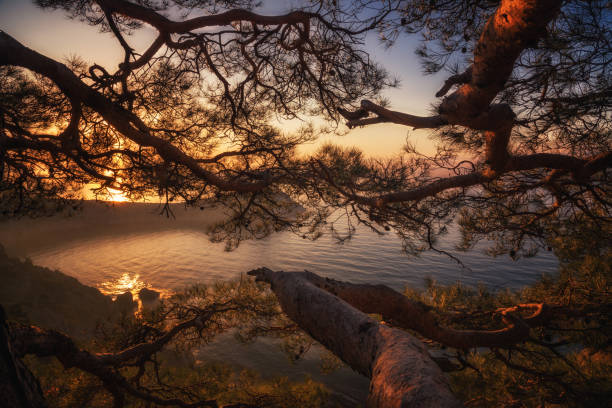 istock Dawn near the village Novyi Svit (New light) 995967974