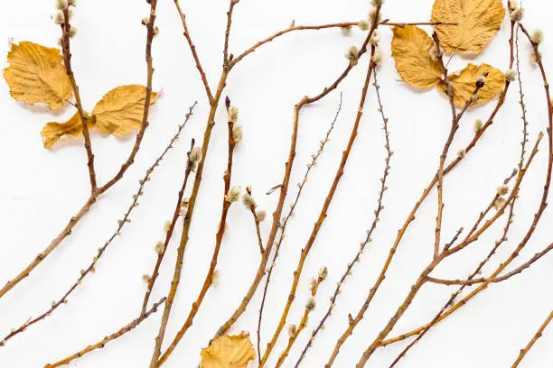 Autumn mood creative background, dry branches on a white background. Top view
