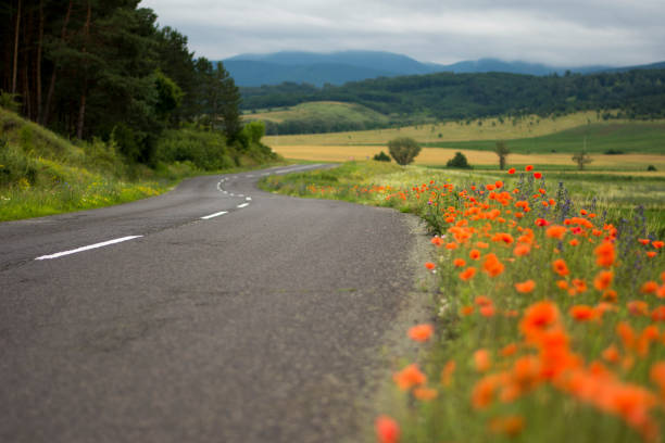 red flowers near the road