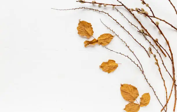 Autumn mood creative background copy space, dry branches on a white background. Top view
