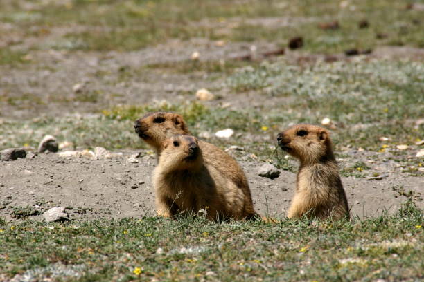istock Three himalayan marmots in Ladakh 995976750
