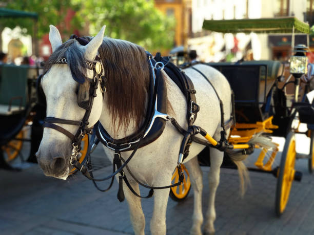 istock Beautiful white horse pulling a Sevillian carriage. Sevilla. 995997934