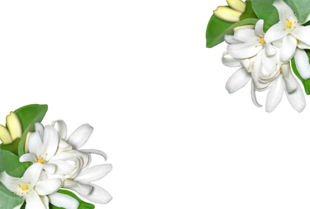 istock White Flowers Orange Jessamine Isolated on White Background with 996000932