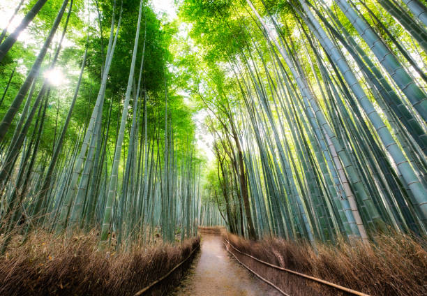 istock Walkway in bamboo forest shady with sunlight at Arashiyama 996000986