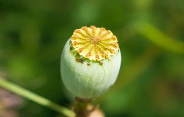 poppy bud - poppy bud - fotografias e filmes do acervo