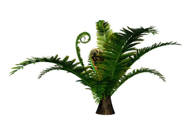 Closeup fern leaf in sunlight, Cycad Revoluta, background with copy space, full frame horizontal composition