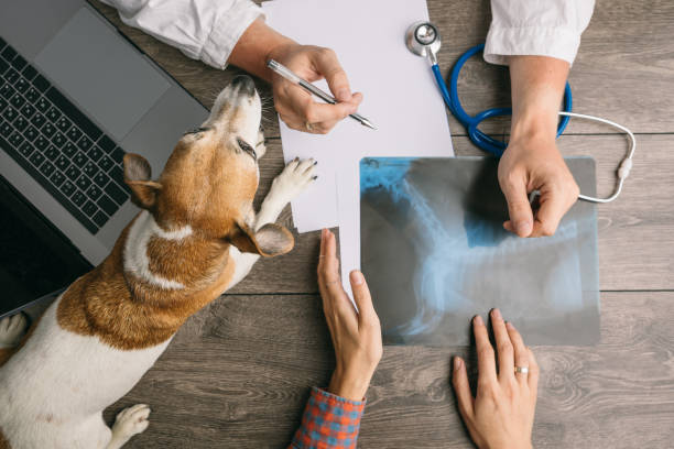 tierarzt besuch mit hund jack russell terrier. ärzte-schreibtisch von oben. röntgen-beratung - x ray x ray image human hand anatomy stock-fotos und bilder