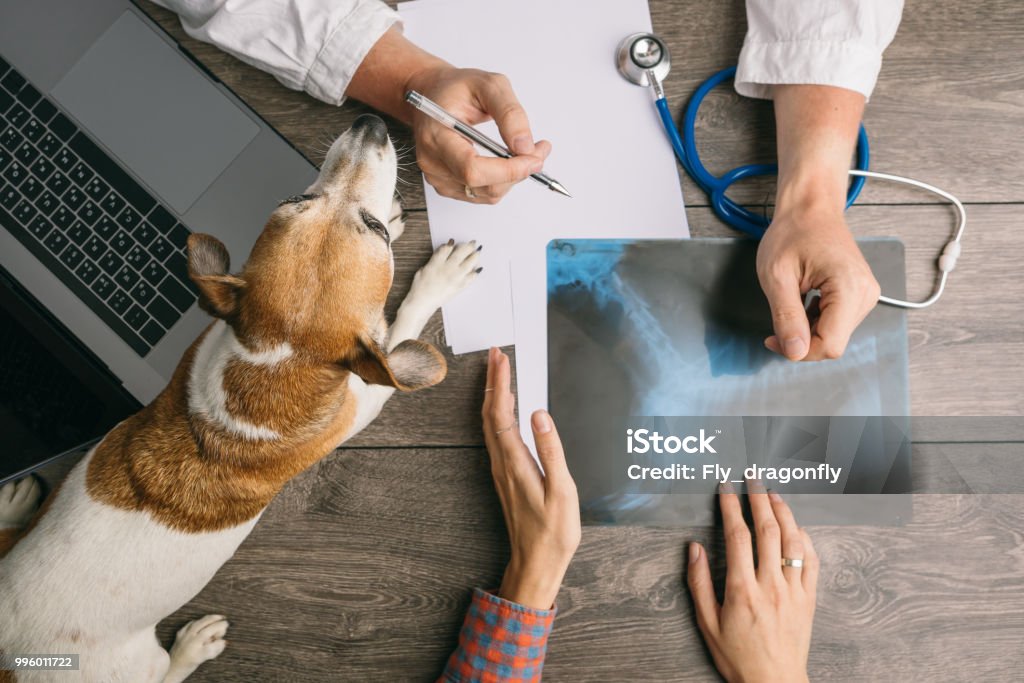 Vétérinaire à visiter avec chien Jack Russell terrier. Bureau de médecins du haut. Consultation de rayons x - Photo de Vétérinaire libre de droits