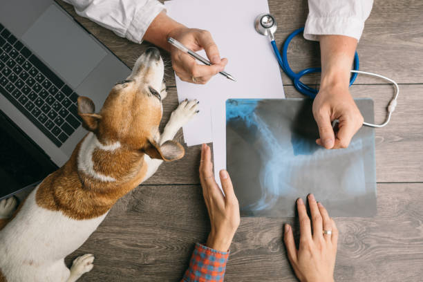 Vet visiting with dog Jack Russell terrier. Doctors desk from the top. X-ray consultation Vet visiting with dog Jack Russell terrier. Doctors desk from the top. X-ray consultation. Professional medical pet care scientific imaging technique stock pictures, royalty-free photos & images