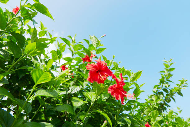 istock landscape of the hibiscus 996017716