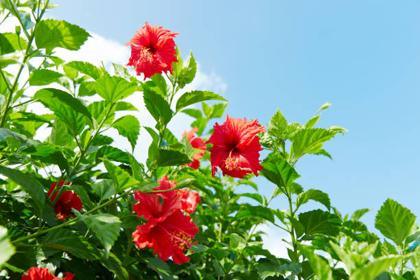 istock landscape of the hibiscus 996017746