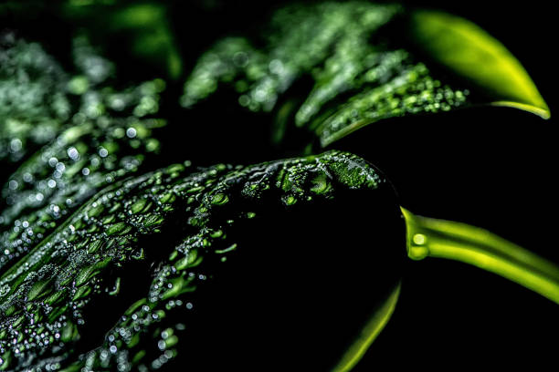close up of green leaf with drops, isolated on black