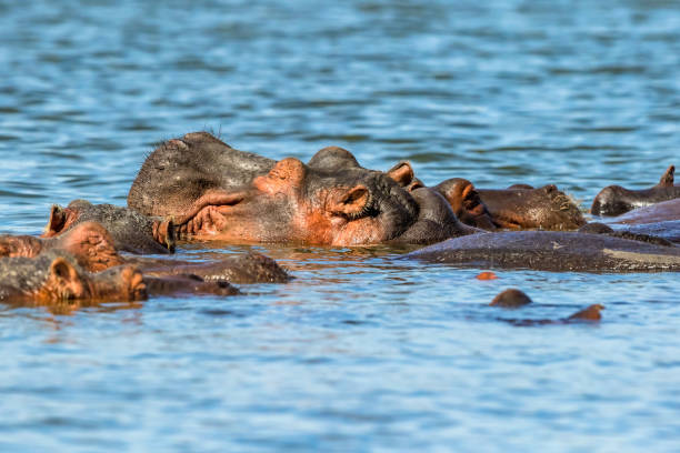 istock Hippopotamus in the water 996020838