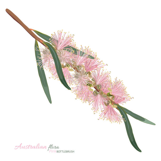 ilustrações de stock, clip art, desenhos animados e ícones de pastel pink bottlebrush flower - stamen