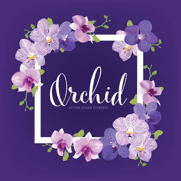цветочная рамка с тропическими цветами орхидеи на фиолетовом фоновом шаблоне. - orchid stock illustrations