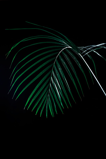 tropical palm leaf in dramatic lighting, isolated on black