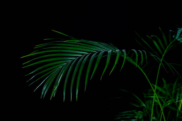 istock green palm leaves, isolated on black 996022336