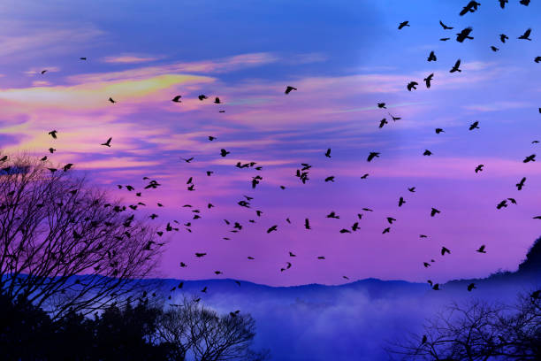 istock Group of Ravens flying over the cloud 996022440
