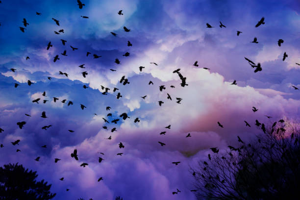 istock Group of Ravens flying over the cloud 996022554