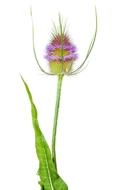 Wild teasel (Dipsacus fullonum, syn. Dipsacus sylvestris). In alternative medicine, considered to be effective in the fight against Lyme disease.